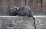 Burnt Rat Cult