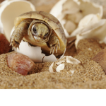 Turtle Horizon
