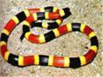 SNAKE LOVERS! Group Thumbnail