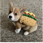 Cookies forever corgi