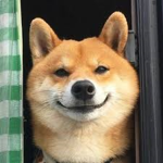 Super DOGE Shirts