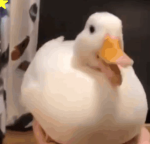 Ducky's Group Robux