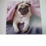 Official Pug Squad