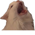 Woof's Clothing