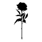 •. Black Rose .•