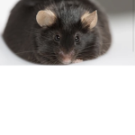 Thick Baddie Rats