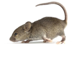 United Rat Army Of Rats