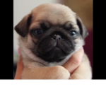Le pug fan club!