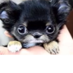 The chill froggy
