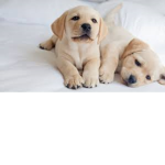 Puppy_clan