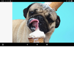 The puggy friends