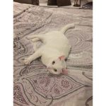 belladogcatfrog