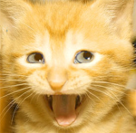 We Love Cats