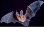 SquidNinja Bats