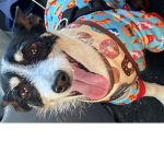My dog appreciation club