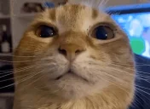 wuh6