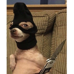 *dog*