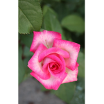 Roses for lifers