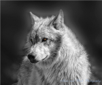 the lone wolf pack