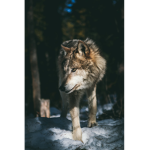 The Wolfie Nuggets