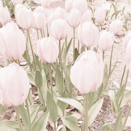 ❀