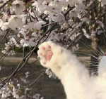 kwittenpawz
