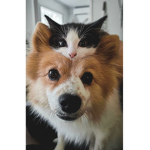 Cats are cute :3