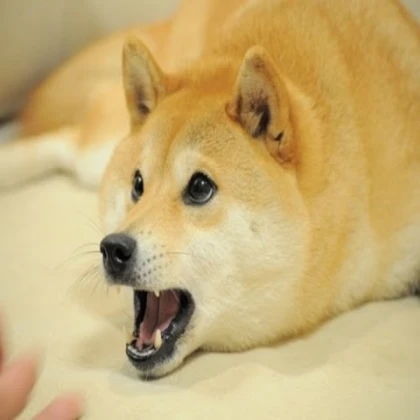 Surprised Doge