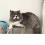Persian cat If you have a Persian please join this