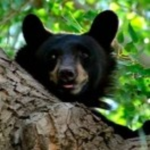 -Bear Studios-