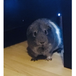 Guinea pig group ;)