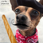 DynamicMasterDoge