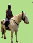 Horse val Friends XoXo