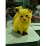 kedi rellam