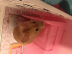 biscuit hamster squad