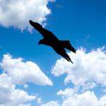 HSL Airlines