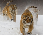 Animal Explorers Offcial
