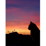 .*.dawnpaws.*.