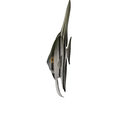 angelfish