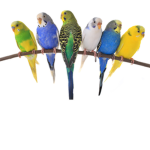 parrot_studio