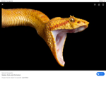Savage snakes boys ONLY