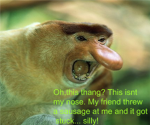 RFP( Really Funny Pictures )