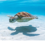The Official Turtle Army x