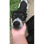 Maggie dog love