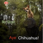 Aye Chihuahua
