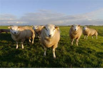 SheepGangPowerFul
