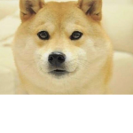 The Doge Official Group