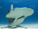 The hammerhead fan group