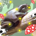 « f r ø g s »