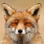 Fox-Den